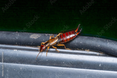 Forficula auricularia European Earwig