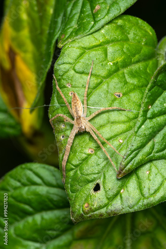 Pisaurina mira American Nursery Web Spider photo