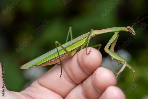 Tenodera sinensis Chinese Mantis