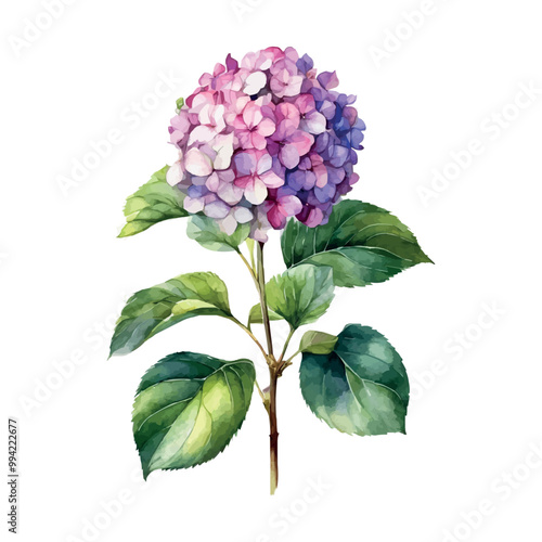 Watercolor Vector of a hydrangea flower with leaves isolated on a white background