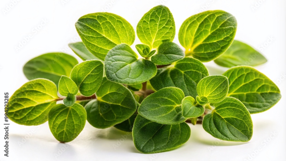 Fresh Golden Marjoram Herb Leaves Isolated on a White Background for Culinary and Culinary Uses Fresh Golden Marjoram Herb Leaves Isolated on a White Background for Culinary and Culinary Uses