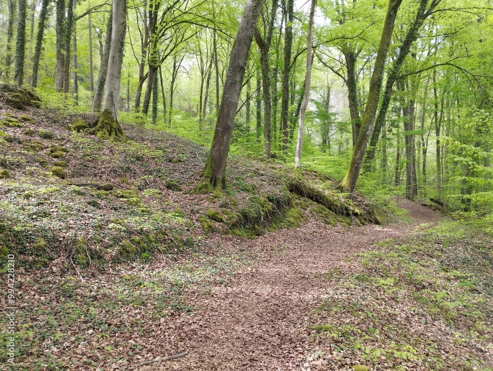 Obraz premium Little Switzerland - Mullerthal (Luxembourg)