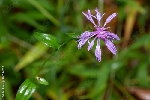 Centaurea nigrescens Tyrol Knapweed photo