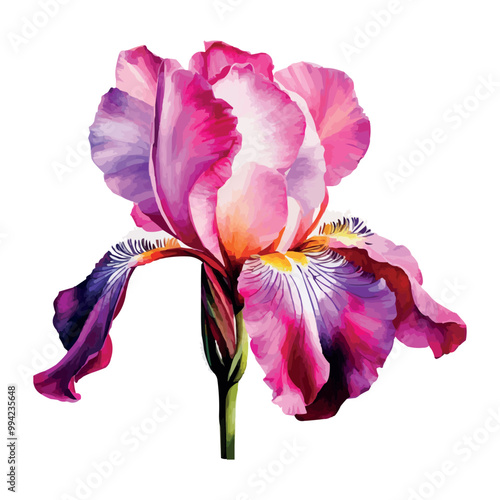 Summer garden iris flowers, watercolor vector illustration.