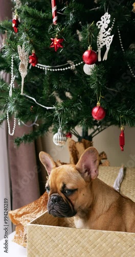 Melancholic French Bulldog puppy sits in wicker box beneath decorated Christmas tree. Atmosphere is poignant, capturing essence of December blues. Pup turns its head, gazing with dewy eyes
