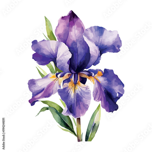 Summer garden iris flowers, watercolor vector illustration.