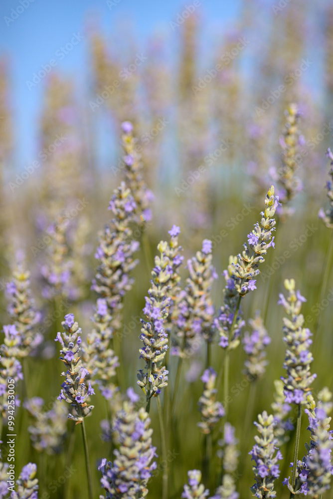 Lavender Fields Lavender Fields