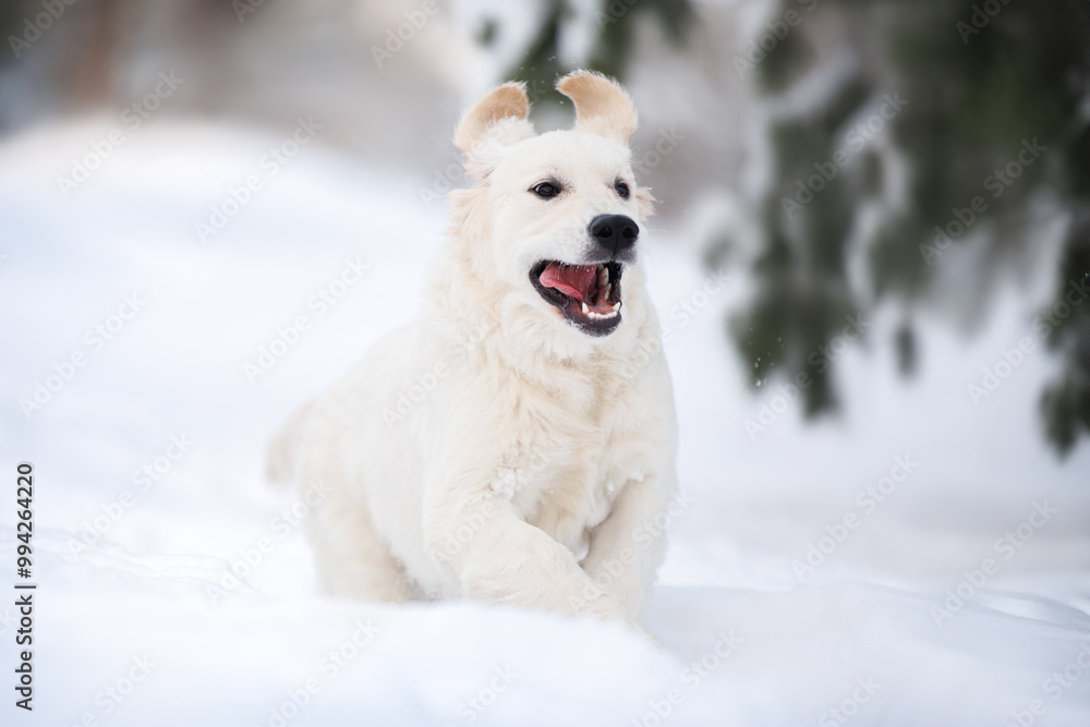 happy golden retriever puppy running in the snow happy golden retriever puppy running in the snow