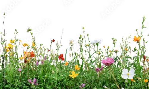 Fototapeta Naklejka Na Ścianę i Meble -  PNG Colorful wildflowers in green meadow