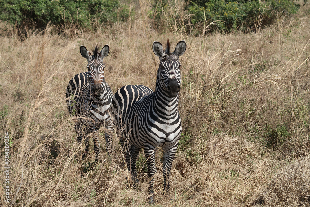 Obraz premium zebra in the savannah