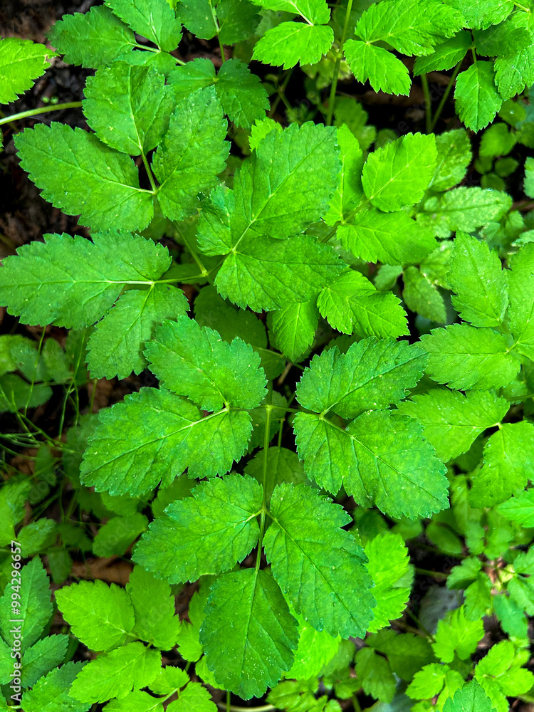 A pattern of bright green grass in the forest A pattern of bright green grass in the forest