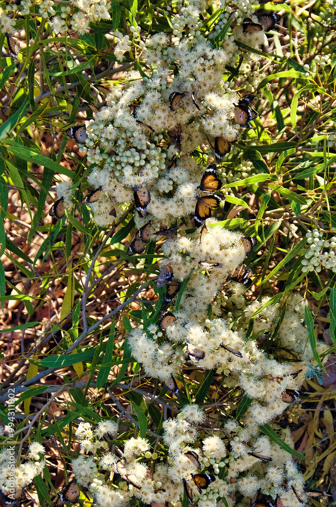 Flowers and leaves of Eucalyptus prominens (Cape Range mallee), restricted to Cape Range peninsula, Western Australia, with butterflies Danaus Petilia (lesser wanderer)
Flowers and leaves of Eucalyptus prominens (Cape Range mallee), restricted to Cape Range peninsula, Western Australia, with butterflies Danaus Petilia (lesser wanderer)