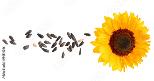 Flying sunflower with seeds on white background
