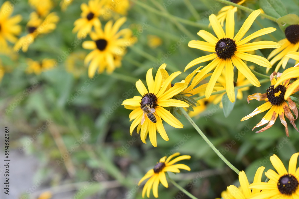 yellow flowers in the garden yellow flowers in the garden