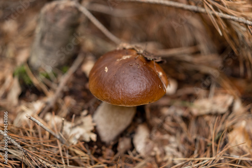 Close-Up of Porcini Mushroom in the Forest