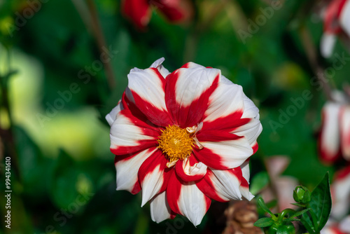 white dahlia with red streaks on its petals
