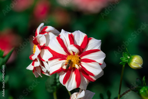 white dahlia with red streaks on its petals
