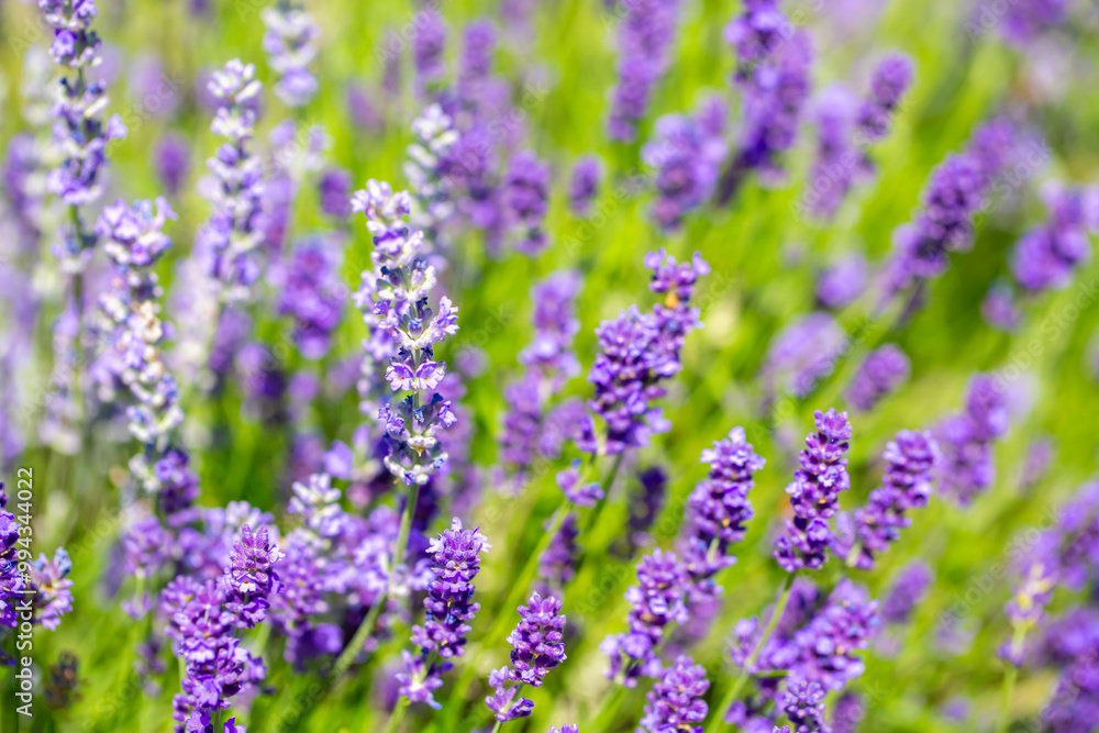 Spring lavender flowers under sunlight. Lilac flowers close up. Beautiful landscape of nature with a panoramic view. Hi spring. long banner Spring lavender flowers under sunlight. Lilac flowers close up. Beautiful landscape of nature with a panoramic view. Hi spring. long banner