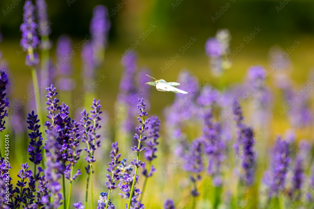 Naklejka premium Butterflies on spring lavender flowers under sunlight. Beautiful landscape of nature with a panoramic view. Hi spring. long banner