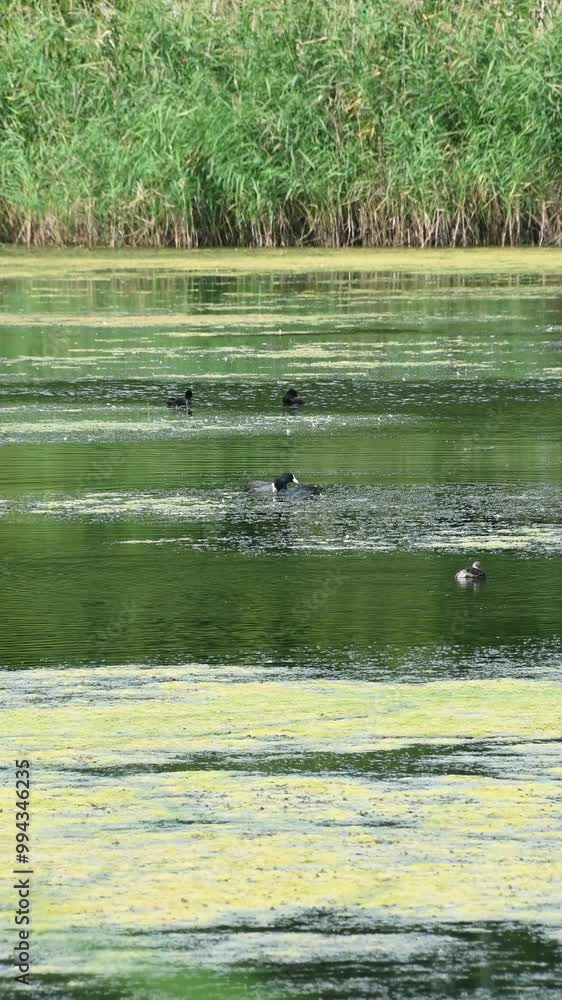 Waterfowl swim and preen themselves in a pond. Coot, Little Grebe. Waterfowl swim and preen themselves in a pond. Coot, Little Grebe.