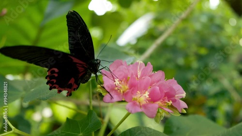 Butterflies in Florida