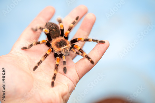 Tarantula spider on a man's hand close up. Tarantula spider as a pet.