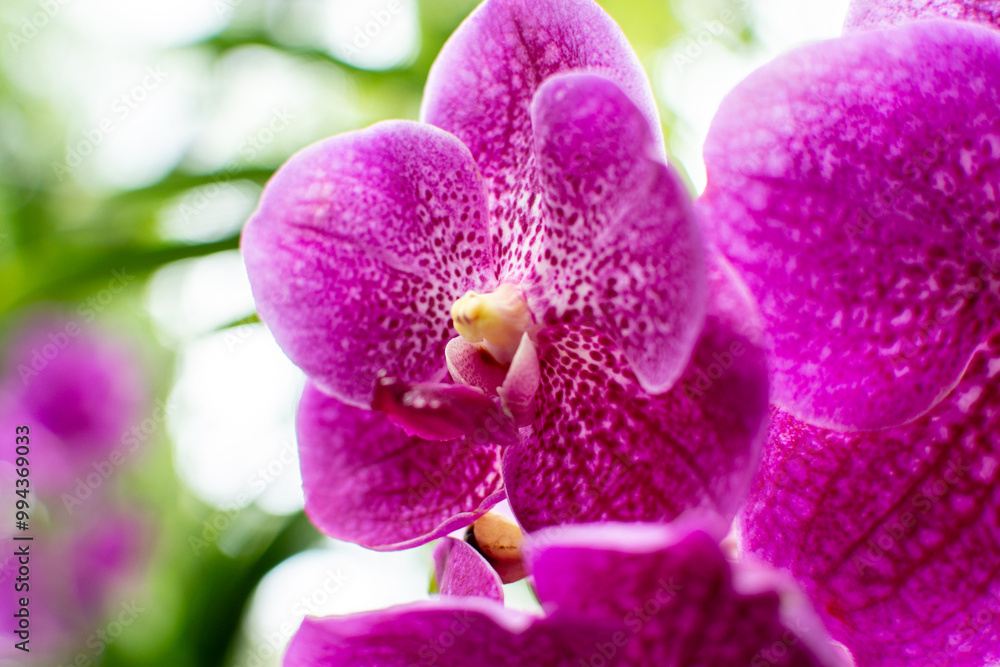 Obraz premium Beautiful flowers