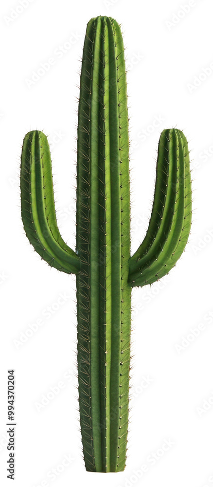 PNG Cactus plant photo succulent. PNG Cactus plant photo succulent.