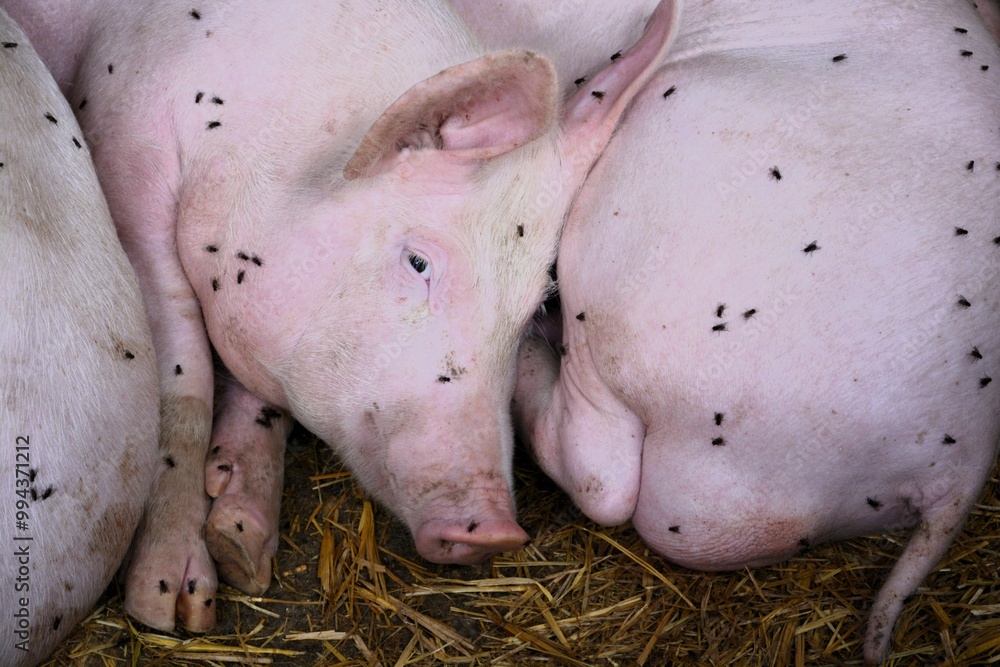 piglets are resting in the barn, flies are biting them piglets are resting in the barn, flies are biting them