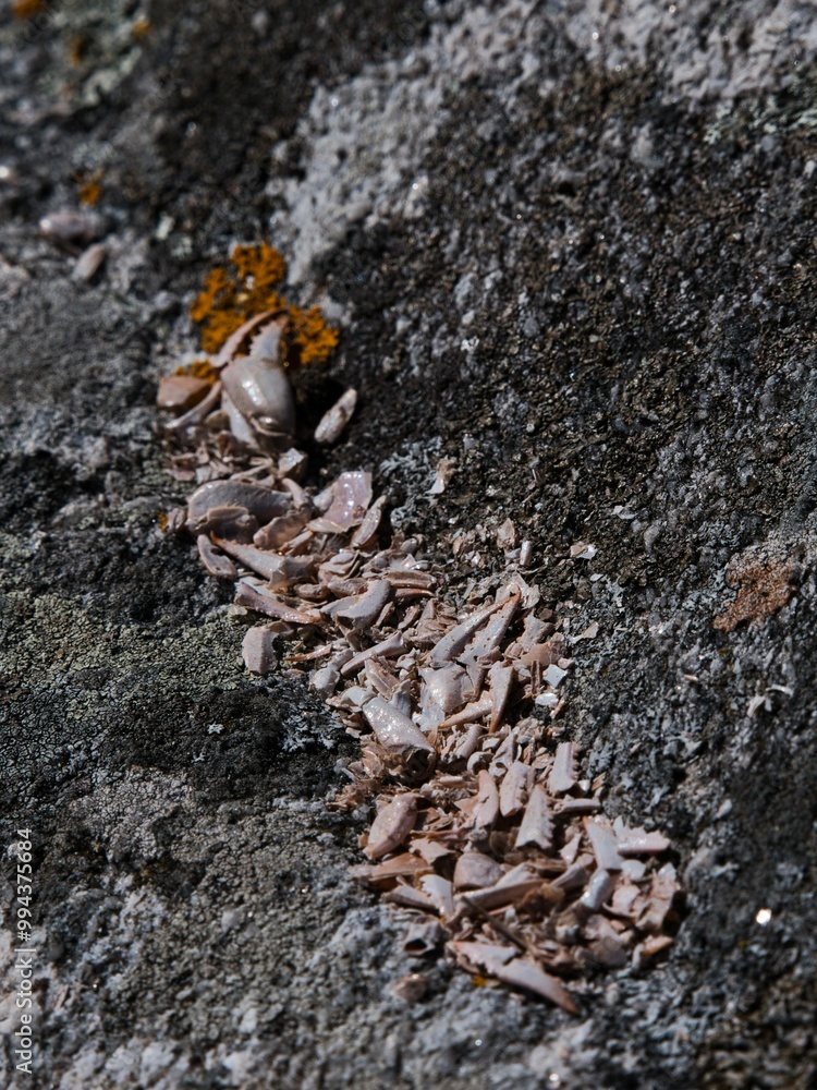 nature morte nature morte