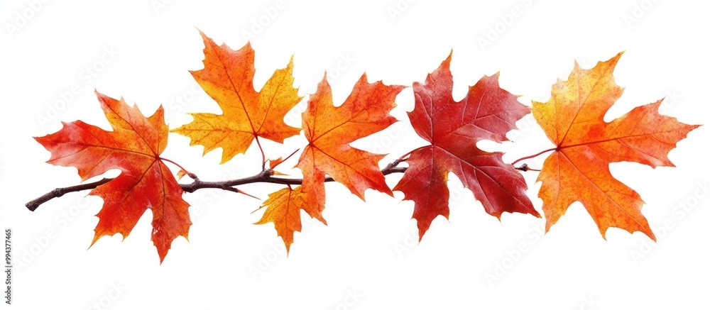 Autumn Maple Leaves Branch Autumn Maple Leaves Branch