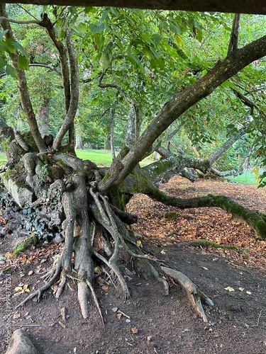 vieil arbre couché dans le parc du Château de Durbelière