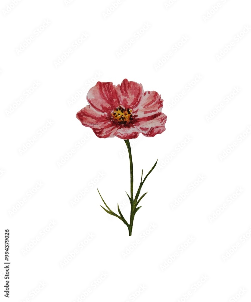 Isolated watercolor pink flower white background Isolated watercolor pink flower white background