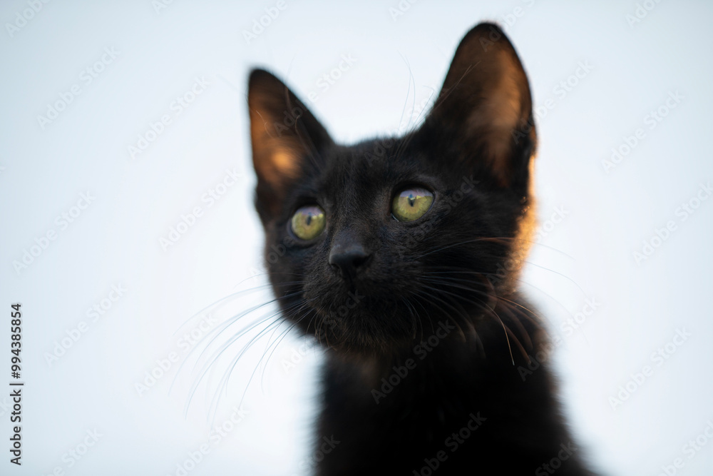 A Majestic Black Cat with Striking Green Eyes that Captivates Everyone Who Sees It A Majestic Black Cat with Striking Green Eyes that Captivates Everyone Who Sees It