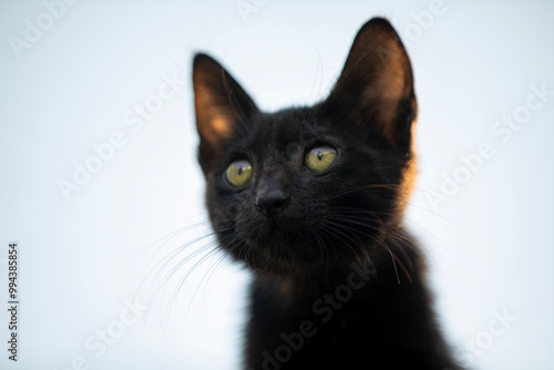 A Majestic Black Cat with Striking Green Eyes that Captivates Everyone Who Sees It