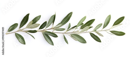 Olive Branch on White Background