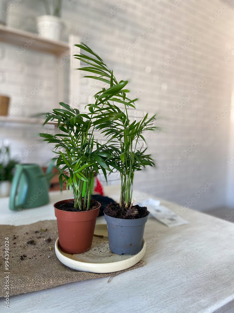 Two vibrant green potted plants are placed side by side on a light-colored table, with a white brick wall in the background. Fresh and inviting atmosphere, nature indoors and home gardening concept Two vibrant green potted plants are placed side by side on a light-colored table, with a white brick wall in the background. Fresh and inviting atmosphere, nature indoors and home gardening concept