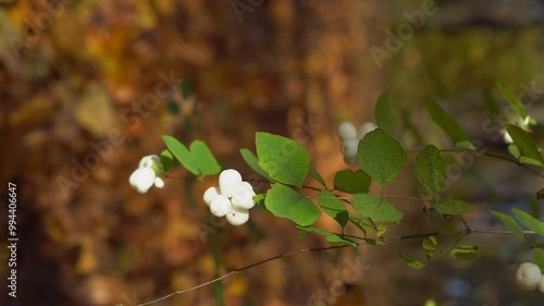 Common snowberry white berries in autumn. A branch of Symphoricarpos albus swaying in the wind against brown, orange blurred background. 