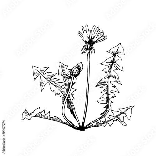 a black and white linear illustration of dandelion