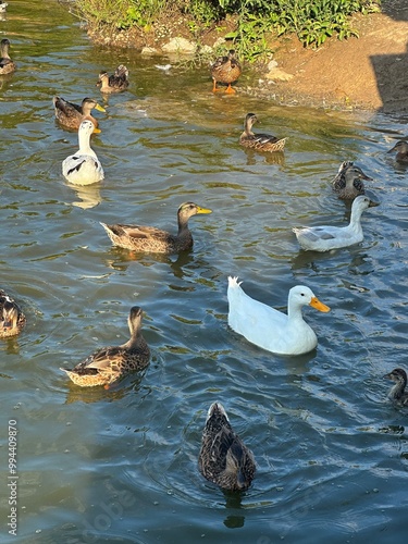 ducks in a pond