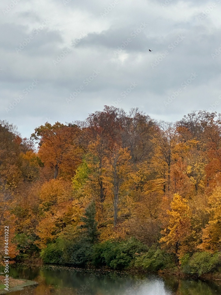 Fototapeta premium autumn in the forest