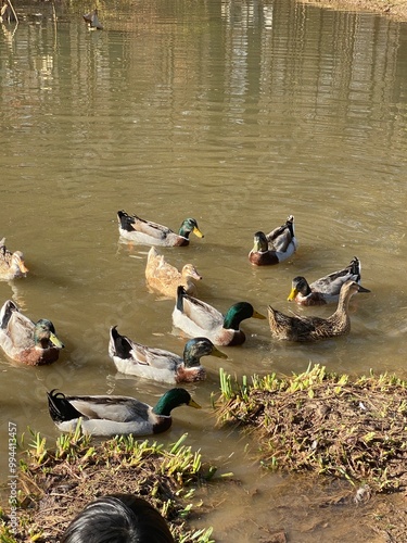 ducks on the water