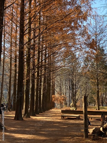 autumn in the park on nami island