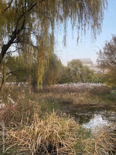 seoul forest park in autumn
