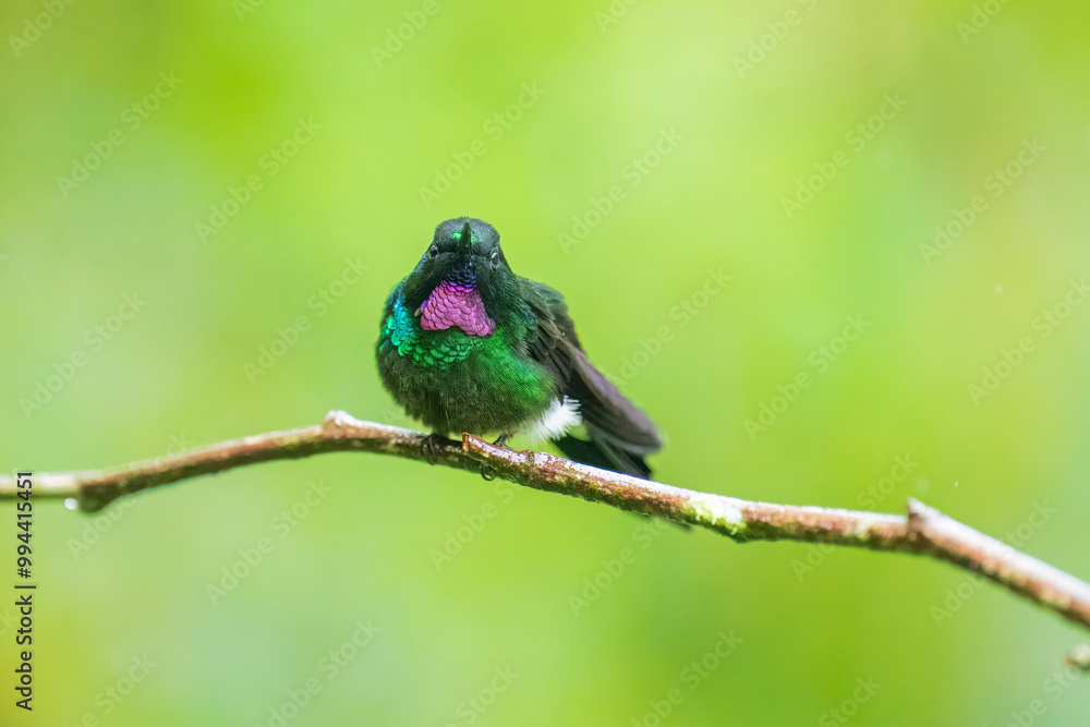 Green back with pink or violet shining throat male of Tourmaline Sunangel Heliangelus exortis hummingbird perched on mossy twig, displays pink throat, blurred branches in background. Male, Side view. Green back with pink or violet shining throat male of Tourmaline Sunangel Heliangelus exortis hummingbird perched on mossy twig, displays pink throat, blurred branches in background. Male, Side view.