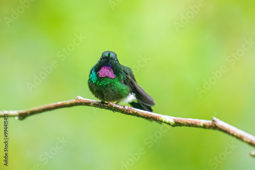 Green back with pink or violet shining throat male of Tourmaline Sunangel Heliangelus exortis hummingbird perched on mossy twig, displays pink throat, blurred branches in background. Male, Side view.