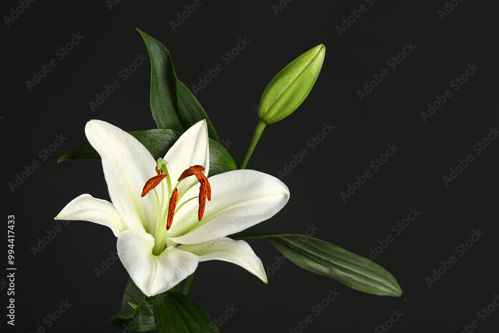 Beautiful white lily flower against dark background Beautiful white lily flower against dark background