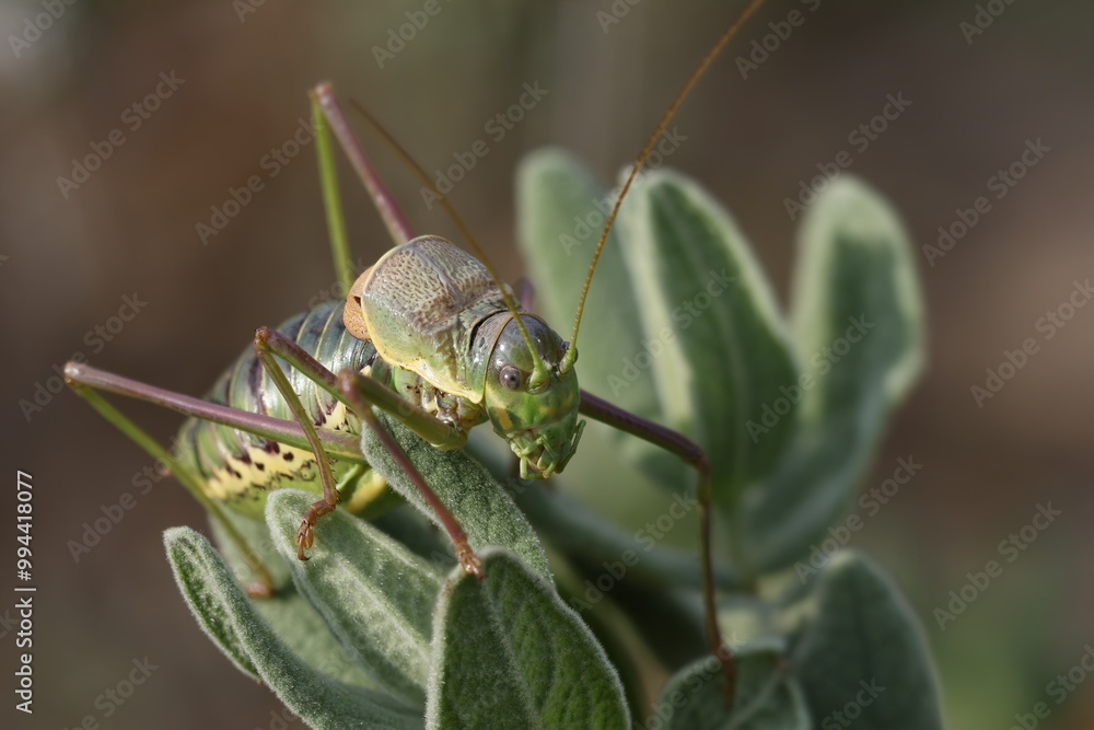 Grillo Neocallicrania Steropleurus en hojas de jara con técnica de apilado de enfoque en la fotografía, Alcoy, España Grillo Neocallicrania Steropleurus en hojas de jara con técnica de apilado de enfoque en la fotografía, Alcoy, España