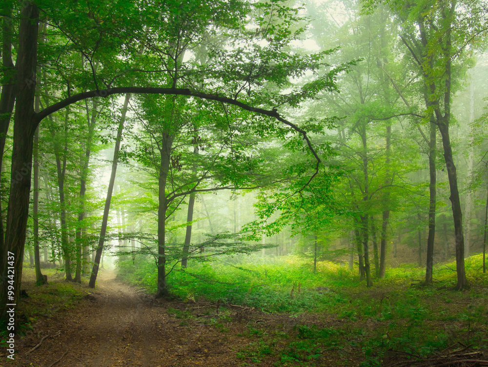 Creepy mysterious green foggy forest during autumn day with forest road and green foliage Creepy mysterious green foggy forest during autumn day with forest road and green foliage