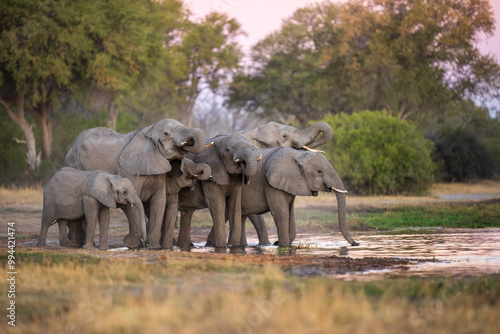 Photos Elephants with baby in Moremi game reserve Africa, Family of Elephants , Elefants taking a bath in a water poolwith mud, eating green grass